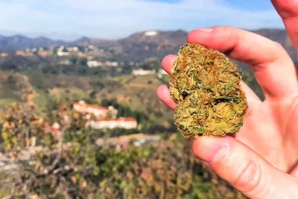 Cannabis secca pressata. Un ciuffo di marijuana secca in mano in th — Foto Stock