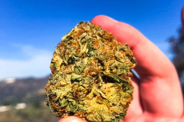 Gepresstes getrocknetes Cannabis. ein Klumpen getrocknetes Marihuana in der Hand — Stockfoto
