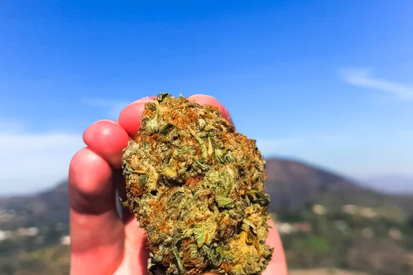 Cannabis seco prensado. Un grupo de marihuana seca en la mano —  Fotos de Stock