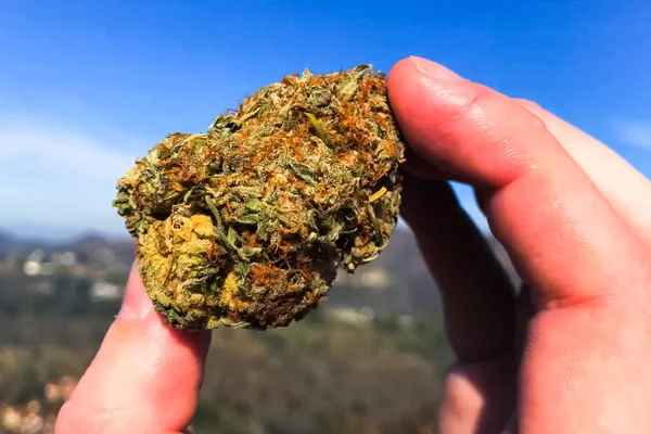 Naciśnięty suszony konopi. Kawałek suszonej marihuany w ręku. — Zdjęcie stockowe