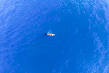 Deniz suyunda şişe burunlu yunusların en iyi görünümü.