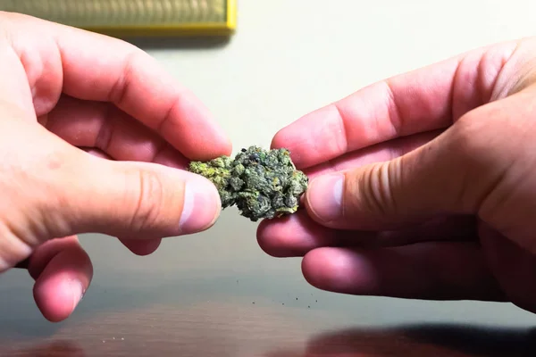 Pequena inflorescência de cannabis seca. Dope marijuana de cânhamo inf — Fotografia de Stock