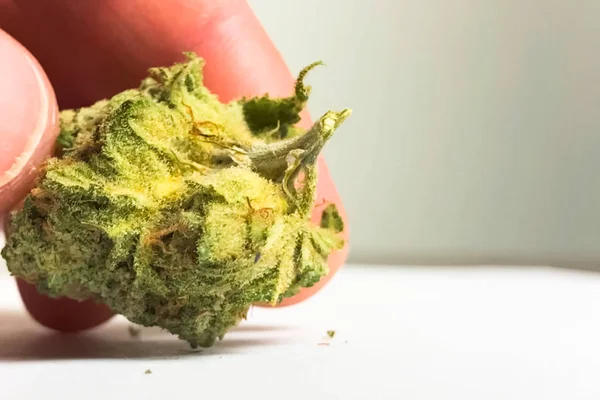 Pequeña inflorescencia seca de cannabis. Marihuana de cáñamo inf — Foto de Stock