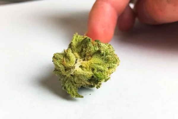 Kis szárított cannabis virágzás. Kenderből származó marihuána — Stock Fotó