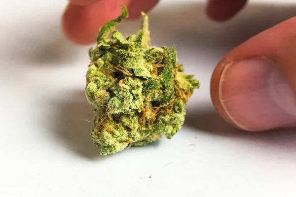 Kleine getrocknete Cannabis-Blütenstände. Marihuana aus Hanf gedopt — Stockfoto