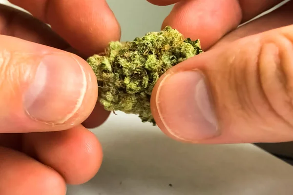Pequeña inflorescencia seca de cannabis. Marihuana de cáñamo inf — Foto de Stock
