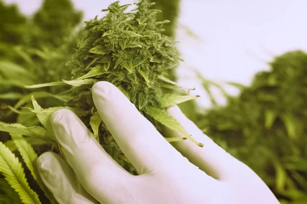 Consejos de inflorescencias de cannabis en las manos de a la — Foto de Stock
