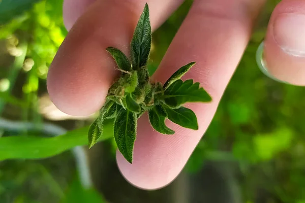 Tips of cannabis inflorescences in cannabis in the hands of a la — Stock Photo, Image