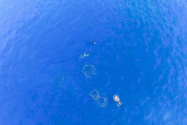 Top vy över flasknosdelfiner i havsvatten. — Stockfoto