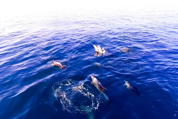 Felülnézet palackorrú delfinek a tengervíz. — Stock Fotó