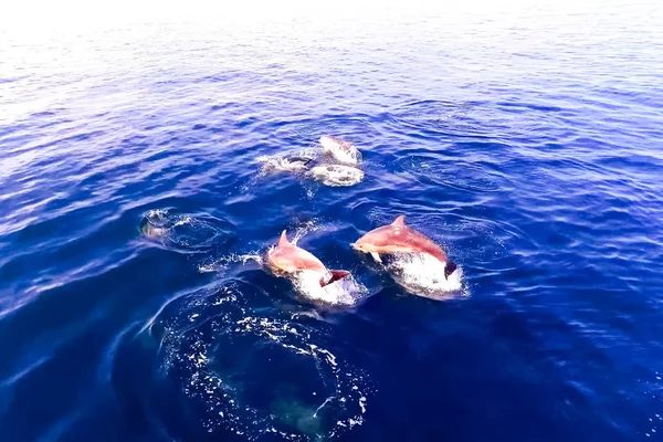 Вид зверху на дельфінів у морській воді . — стокове фото