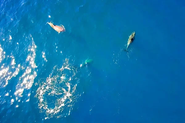 Vista superior de delfines nariz de botella en agua de mar . — Foto de Stock