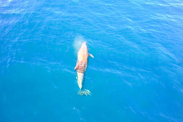 Vista superior de golfinhos engarrafados na água do mar . — Fotografia de Stock