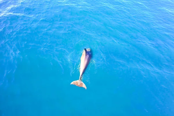 Widok z góry na delfiny wąskie w wodzie morskiej. — Zdjęcie stockowe