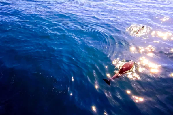Felülnézet palackorrú delfinek a tengervíz. — Stock Fotó