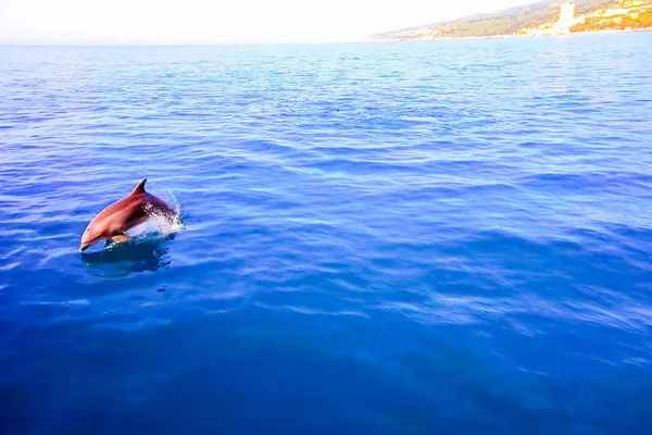 Top vy över flasknosdelfiner i havsvatten. — Stockfoto