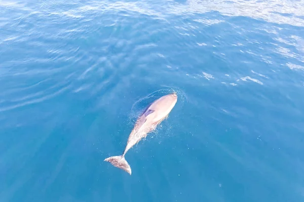 Felülnézet palackorrú delfinek a tengervíz. — Stock Fotó