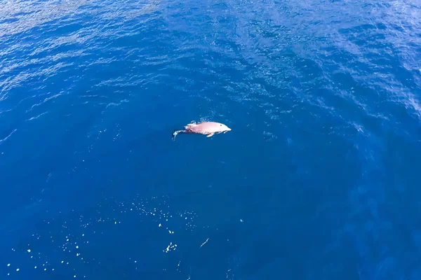 Vue de dessus des grands dauphins dans l'eau de mer . — Photo