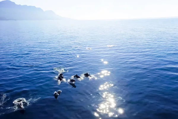 Vue de dessus des grands dauphins dans l'eau de mer . — Photo