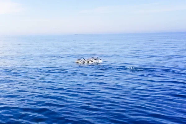 Vue de dessus des grands dauphins dans l'eau de mer . — Photo