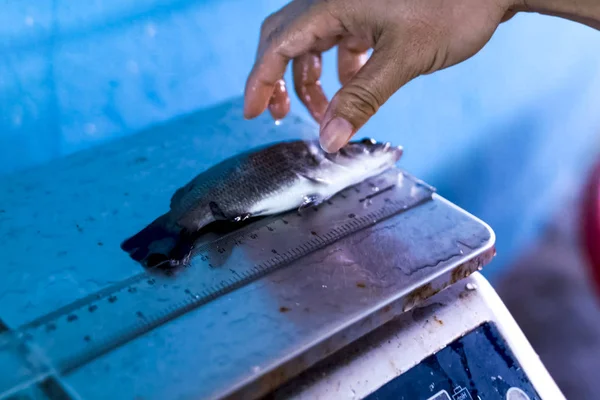 Weighing fish on electronic scales — Stock Photo, Image