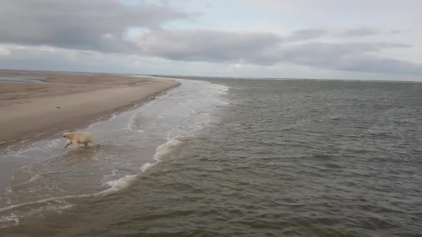 IJsbeer aan zee in de toendra. — Stockvideo