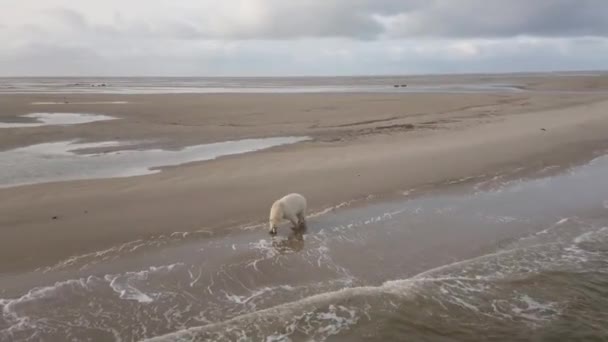 IJsbeer aan zee in de toendra. — Stockvideo