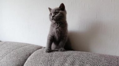 Şirin gri kedi başını farklı yönlere çeviriyor.