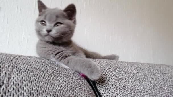 Küçük İngiliz kedisinin portresi. İngiliz kedi yavrusu kanepede yatıyor.. — Stok video