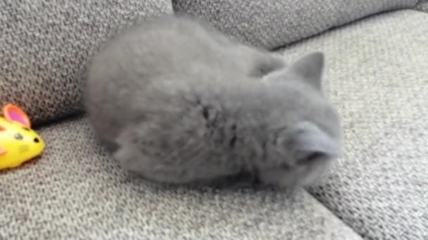 Piccolo gattino grigio si trova sul divano e gioca con il mouse — Video Stock