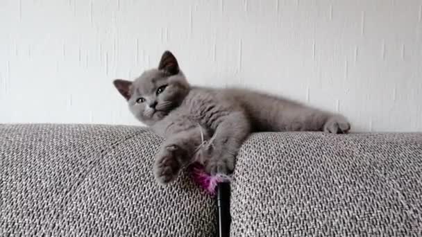 Küçük gri kedicik kanepeye uzanıyor ve oyuncaklarla oynuyor. — Stok video