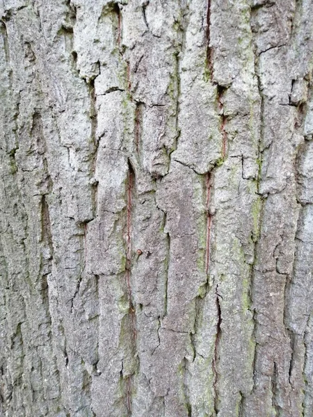 Γκρι φλοιό δέντρων υφασμένες εικόνες φόντου. Δεντροφλοιός — Φωτογραφία Αρχείου