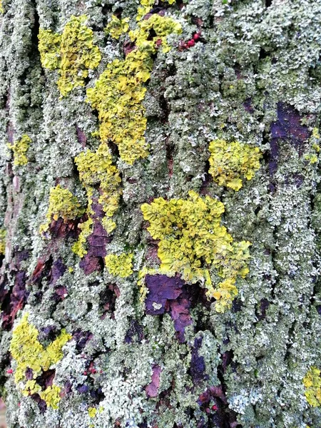 Кора серого дерева с красочными текстурированными фоновыми изображениями . — стоковое фото