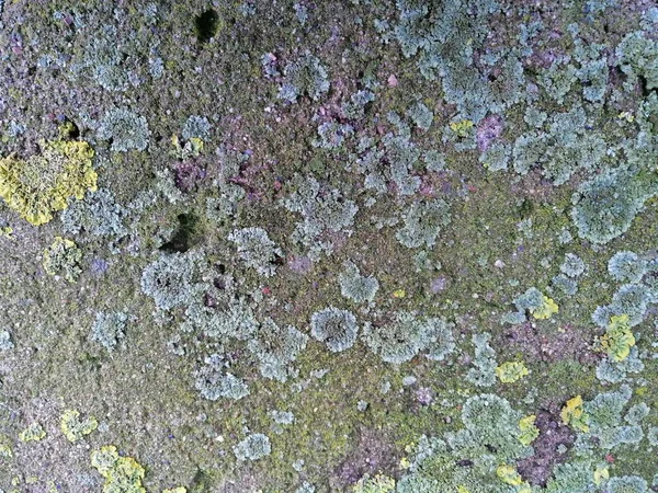 Gray stone with colorful mossy textured background images. — ストック写真