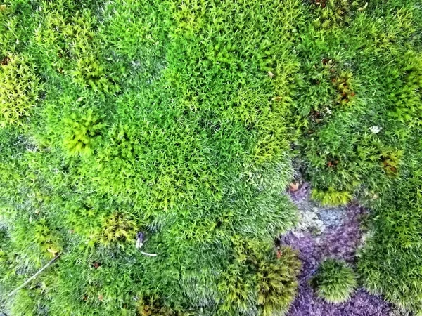 Grön mossa bakgrund struktur på stenen i naturen — Stockfoto