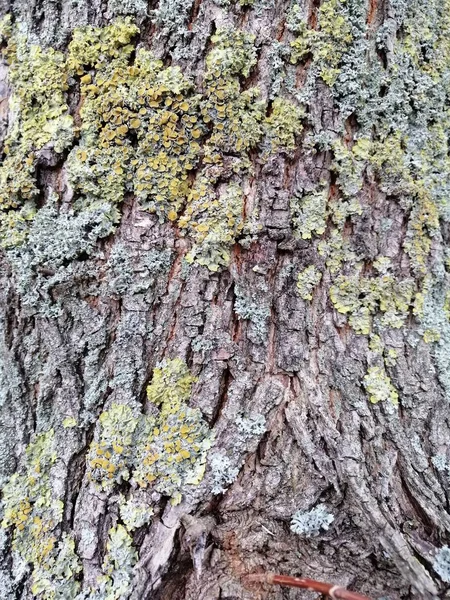 カラフルな苔むした質感の背景画像と茶色の木の樹皮. — ストック写真