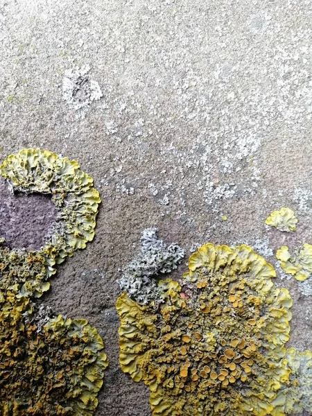 Piedra gris con coloridas imágenes de fondo con textura musgosa . — Foto de Stock