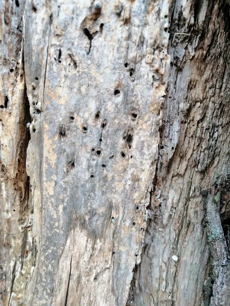 Кора серого дерева текстурированные фоновые изображения с узлами и отверстиями . — стоковое фото