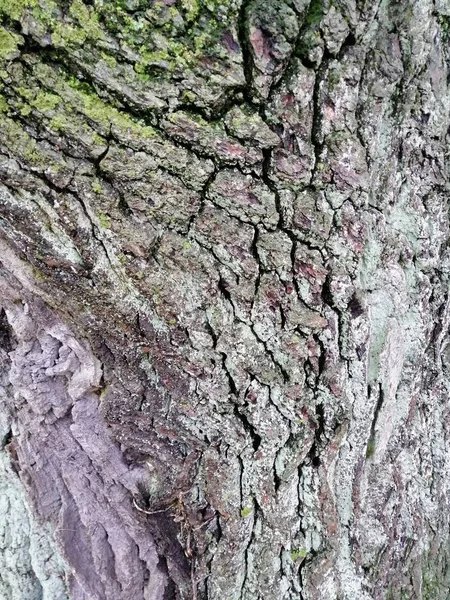 カラフルな苔むした質感の背景画像とバリエーション豊かな木の樹皮. — ストック写真