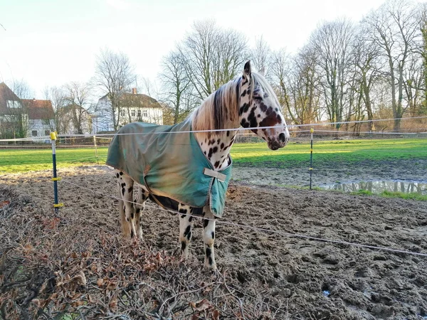 Cavalo picado de pulgas com crina longa no campo contra o céu — Fotografia de Stock