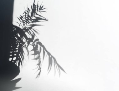 Beyaz arka planda bir palmiye ağacının gölgesi. Spase Kopyala