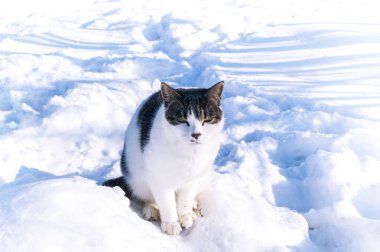 Kedi beyaz kar yığınının üzerinde oturuyor..