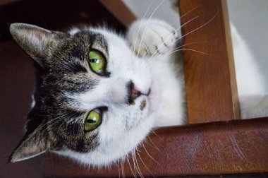 Kedi ahşap bir merdivende yatıyor..