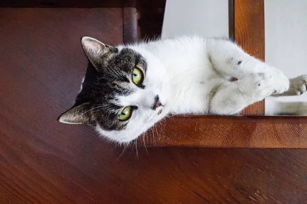 The cat lies on a wooden staircase. — Stock Photo, Image