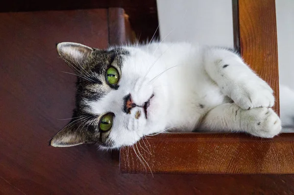 Kočka leží na dřevěném schodišti. — Stock fotografie