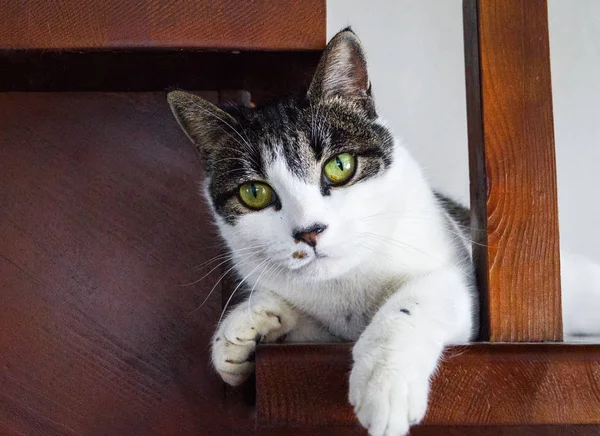 O gato jaz em uma escada de madeira . — Fotografia de Stock