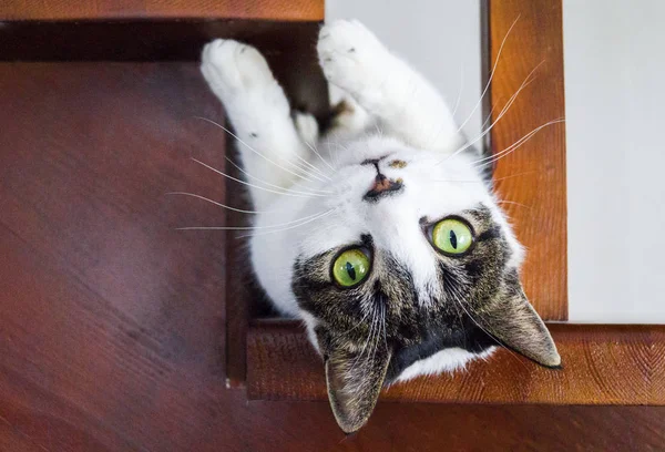 The cat lies on a wooden staircase. — Stock Photo, Image