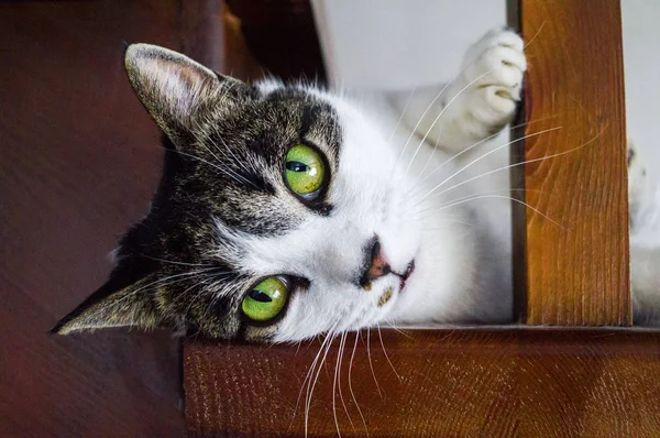 O gato jaz em uma escada de madeira . — Fotografia de Stock