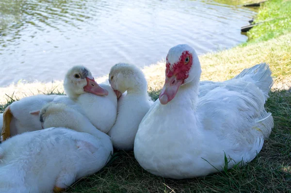 Wiele białych kaczek leży na zielonej trawie. — Zdjęcie stockowe
