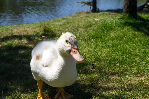 Um pato branco está deitado na grama verde — Fotografia de Stock